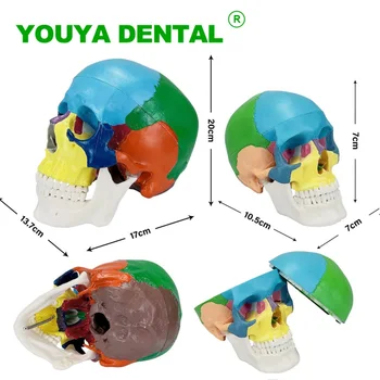 Анатомическая модель человека Медицинская модель Черепа Анатомический Скелет Модель головы Учебное оборудование стоматологической клиники Стоматологические принадлежности