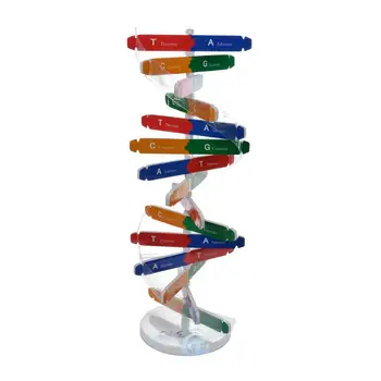 Набор моделей ДНК Для детей Модель Генов Человека Для Биологических Наук Учебные Пособия По Популяризации Науки Модель Спирали ДНК Для детей